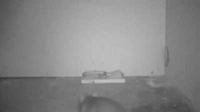 🔥 A smart rat uses a pencil to activate the trap and get food without compromising its own health.