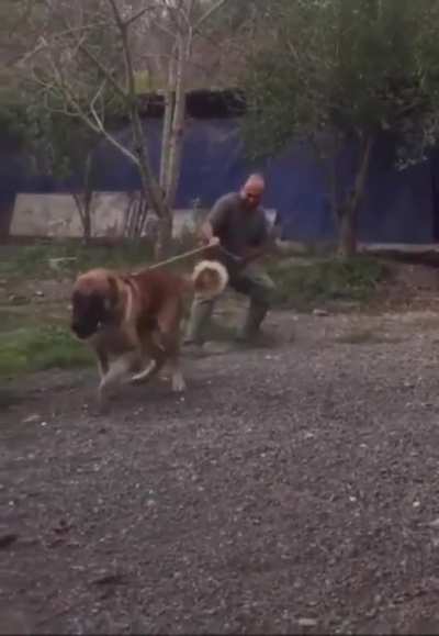 Pupper taking out his owner for a walk