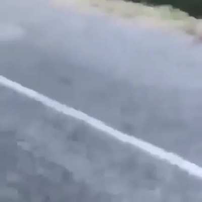 One of the most dangerous animals on the planet