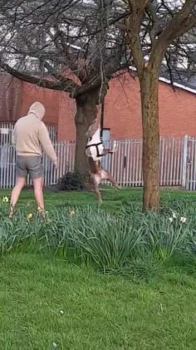 "Honey, I'm off to the park to dangle the dog!"