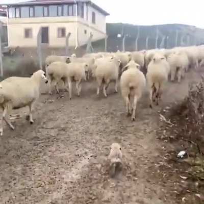 Pupper's first day at work