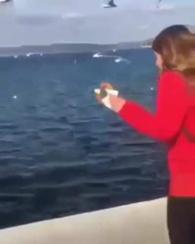 feeding the birds