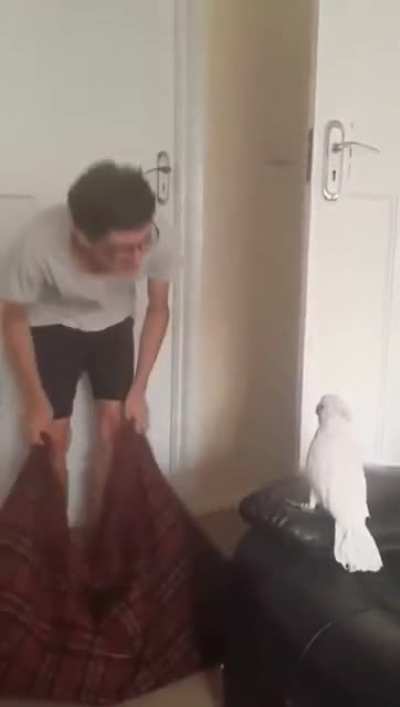 whered human go