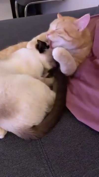 Que fofura