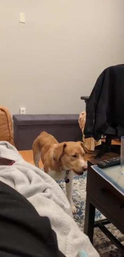 She&rsquo;s a pterodactyl mix
