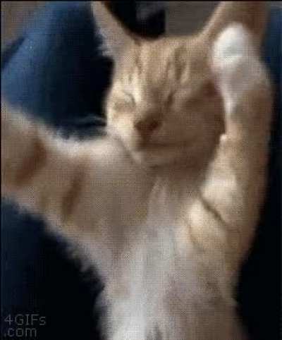 😽