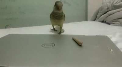 TheJointThiefBirb