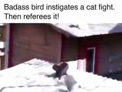 Bird: whoever wins gets to eat me