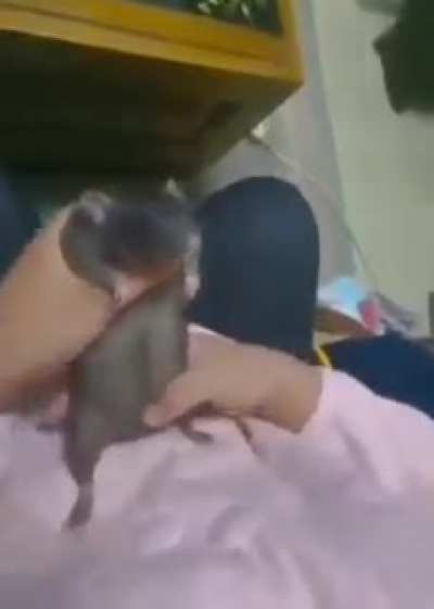 Mom: "Have you caught the filthy rat?" Me: