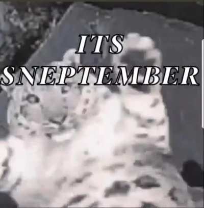 Snep_irl