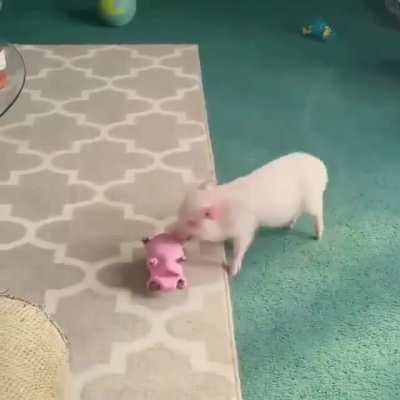Warning: Pig on pig violence