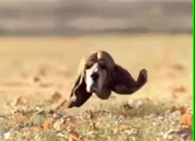 blursed_dog