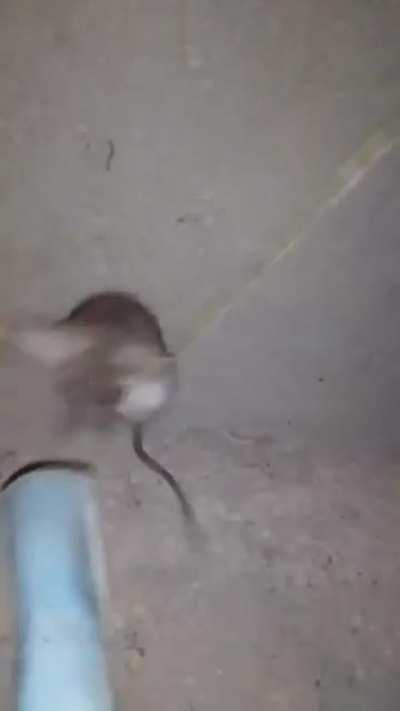 castigando al orlosk