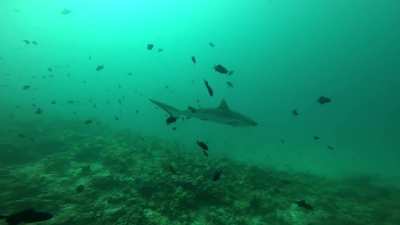 My fist time among sharks (Rasdhoo, Maldives)