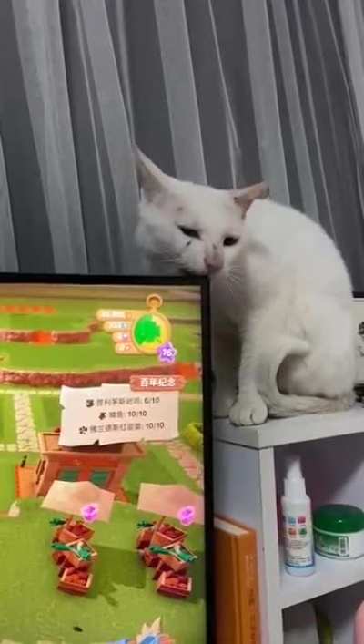 Gato do krl