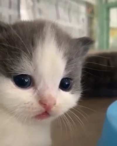Why does cat look so sad