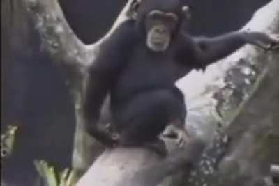 Wild monke.
