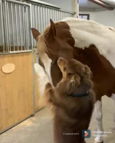 Dog-O and Horse. Credit to u/cyan1618