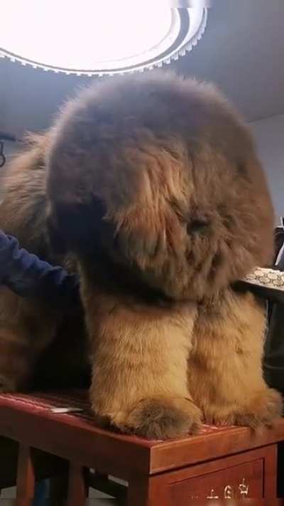 Absolute unit of a Tibetan mastiff