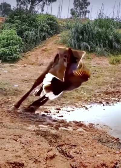 Barely missed becoming a meal