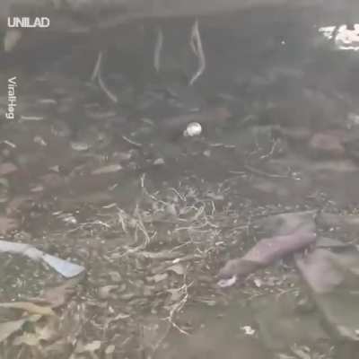 Finding a nest of rattlesnakes on your property