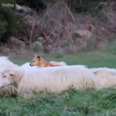 To herd sheep