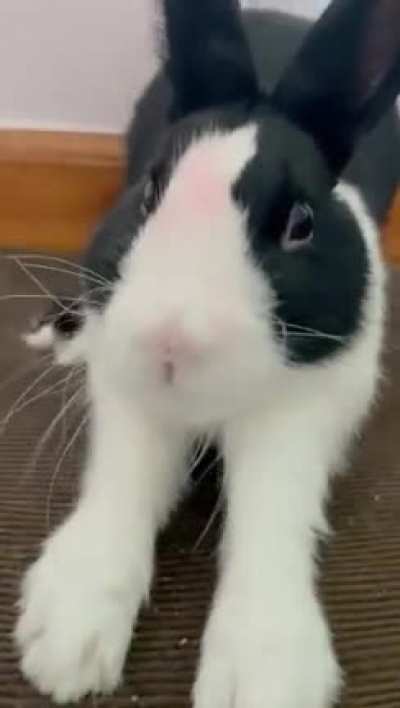 Bunny yawning
