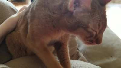 Cat chirpping