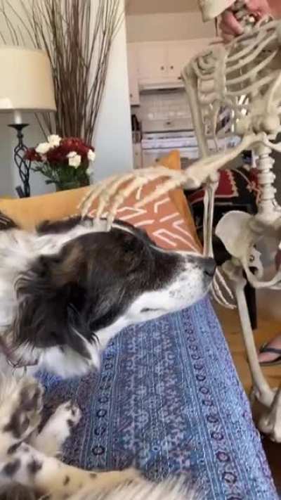 &ldquo;Terrance the Terror,&rdquo; our pet skeleton wanted to give Stevie one last head scratch before being packed away until next year. 😍