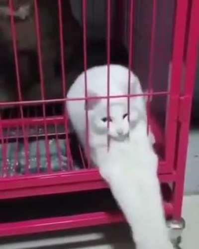 Длинная кошка