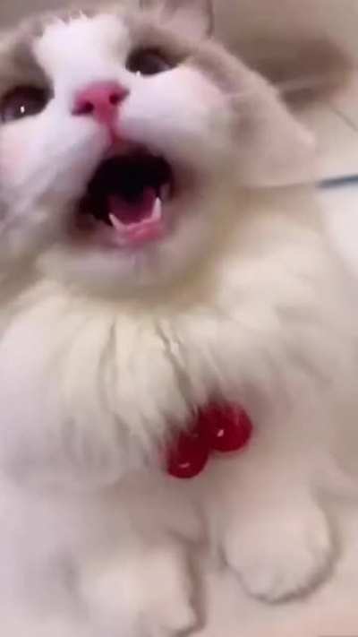 Meow