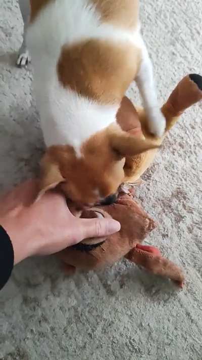Ferocious beast