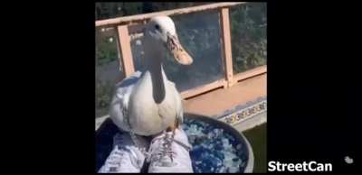 Pimp duck