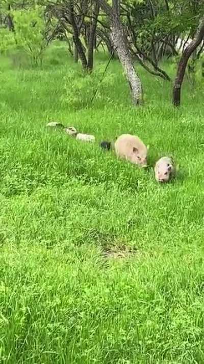 🔥 Just a little family passing through