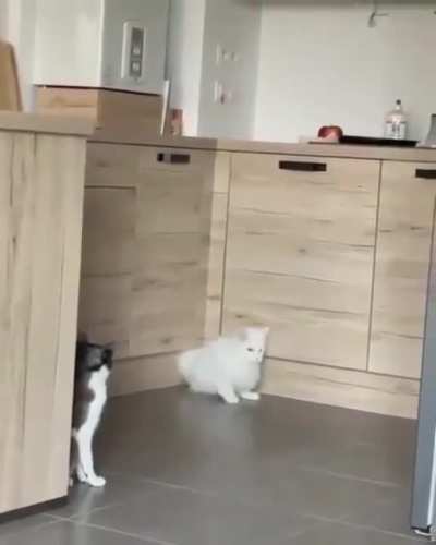 Kitty the liquified. Ability- Can leak.
