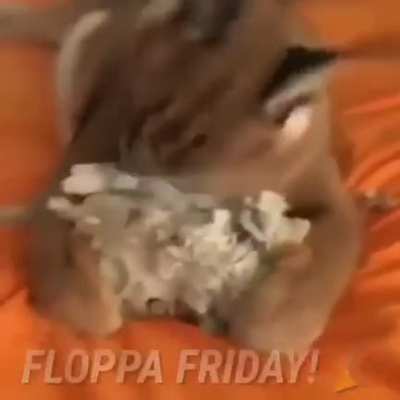 Floppa friday 🥳🥳