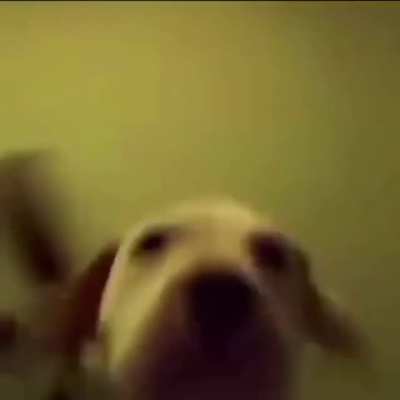 🐶