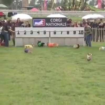 Corgi Nationals