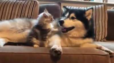 Боевой Котик
