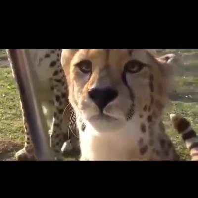 This is important. Cheetahs don&rsquo;t roar, they meow like housecats.