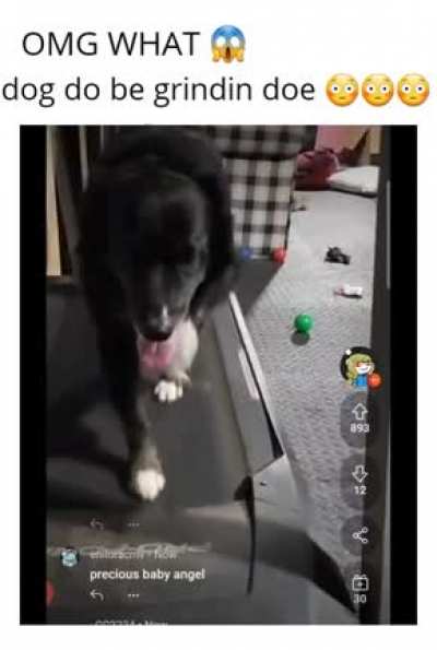 What da dog doin?