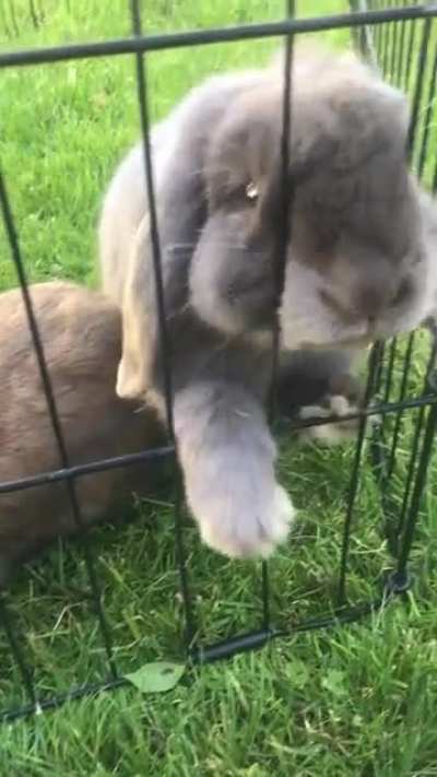 Tips on introducing dog to pet rabbits? We are getting a foster pup in a few days. If all goes well, we&rsquo;ll adopt him! He&rsquo;s 1 year old, very calm and sweet demeanor, doesn&rsquo;t have a prey drive. What are the best ways I can optimize them meeting so they can 
