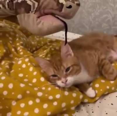 Kitten get chomped
