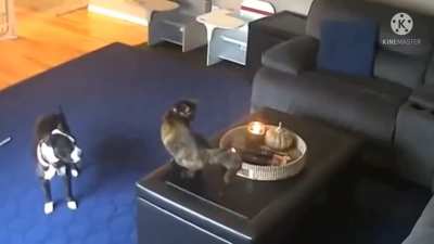 a cat in heat