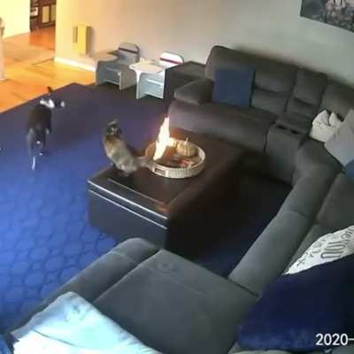 Not quite a hot dog