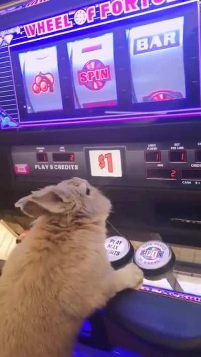 all in bunkus