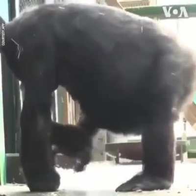 Gorilla wiping its ass with a baby