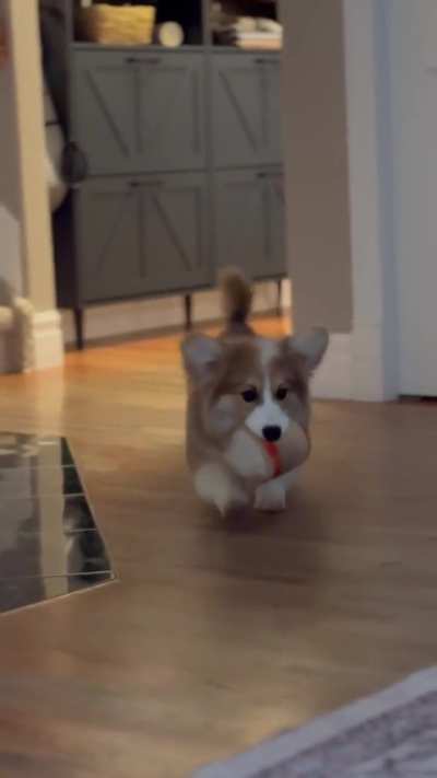 corgi