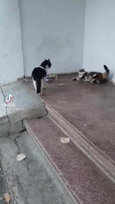 Lag cat