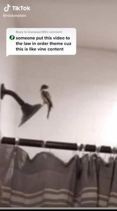 Poor bird